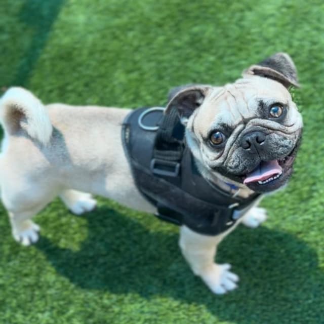 Walter A2278157 media 4