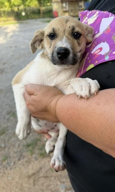 Reenie McRuffy - Local Pup media 3