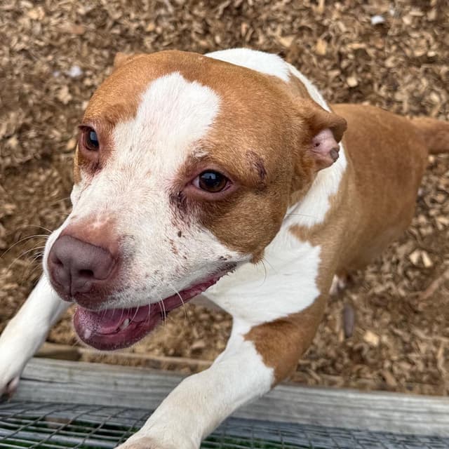 Gilmore - Adoption Fee SPONSORED! media 6