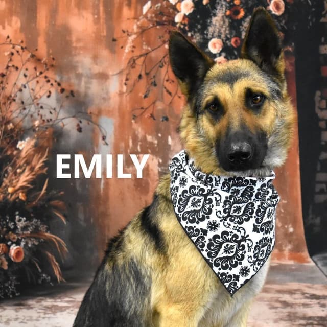 Emily media 4