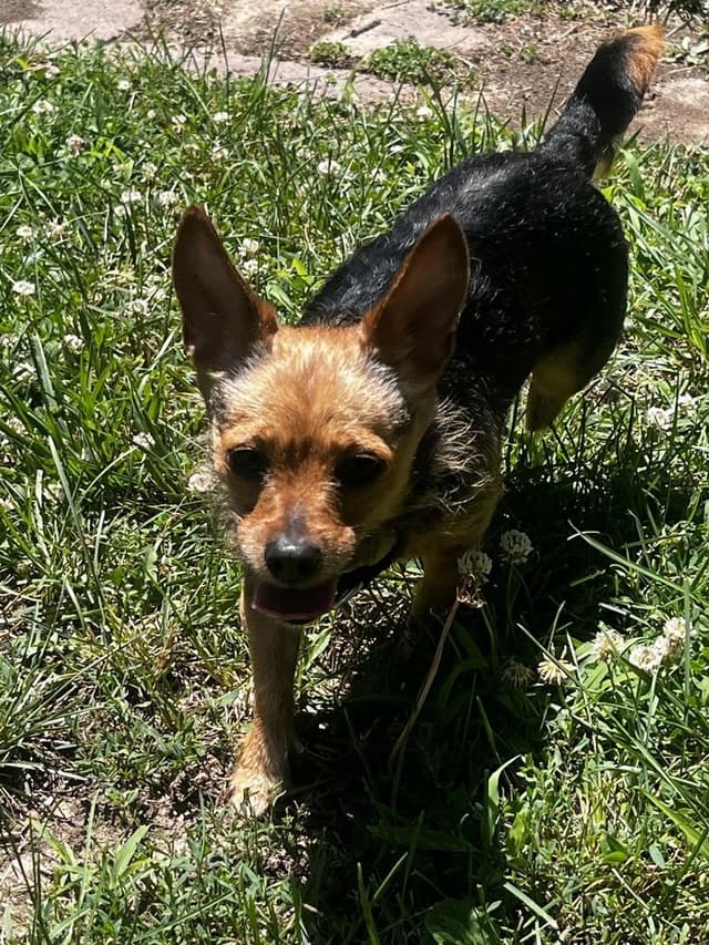 Tiny (Fostered in Omaha) media 2