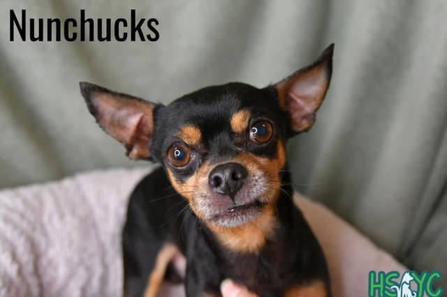 Nunchucks media 2