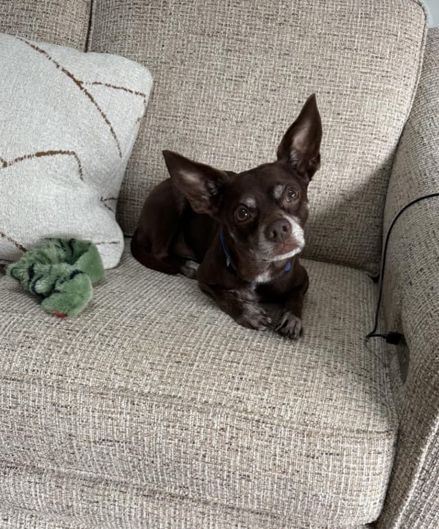 Toby media 6