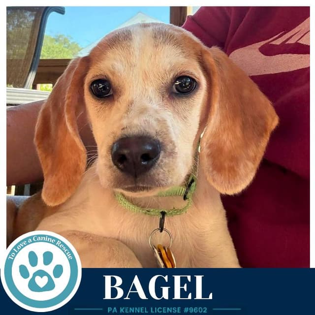 Bagel 062026 media 2