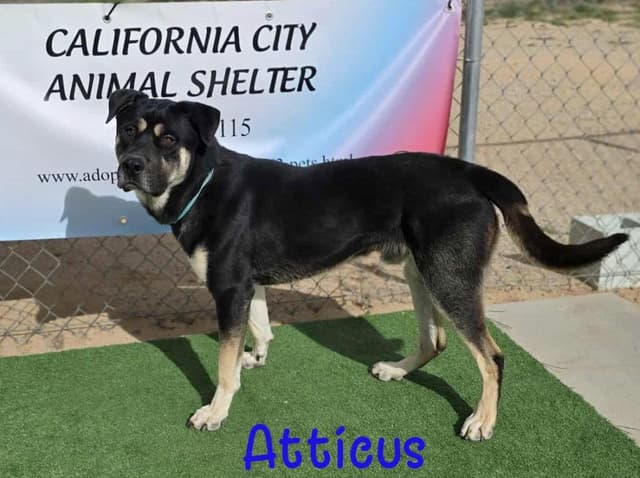 Atticus media 2