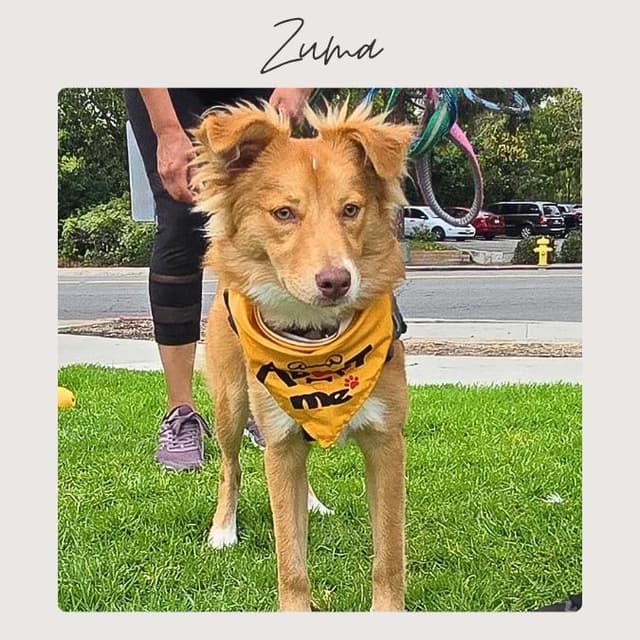 ZUMA media 4