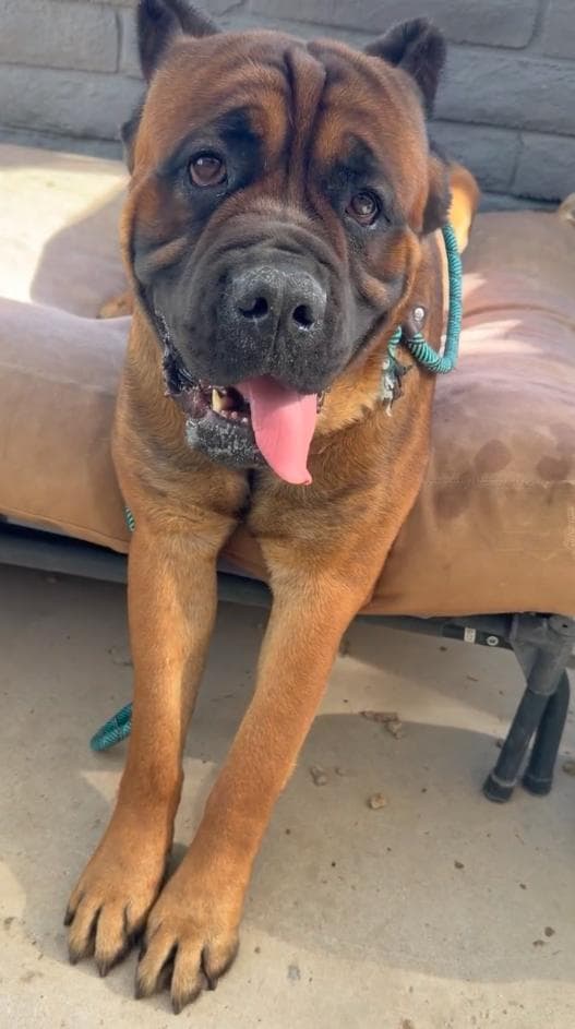 Captain Hook  ADOPTION PENDING media 2