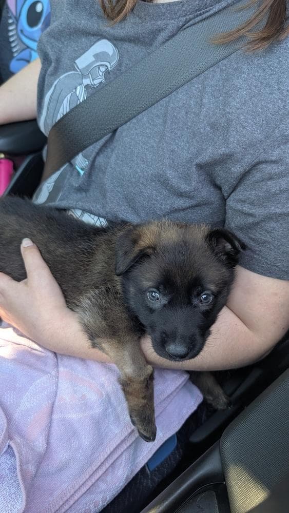 Lodi Litter Sonoma - Located in CA (female yellow collar) media 5
