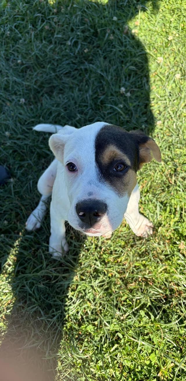 Tory's Pup Baby Boy media 2