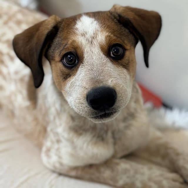 Baby Chai media 2