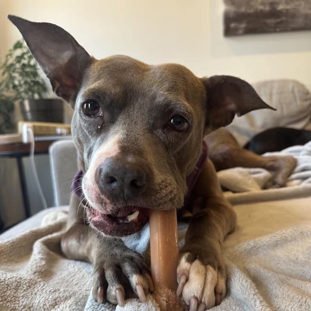 Dobby *Adoption Pending* media 5