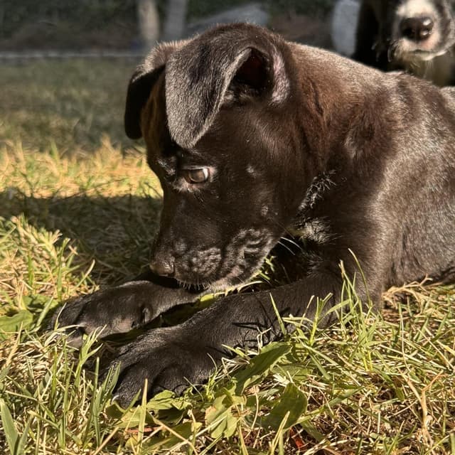 Winnie (C000-247) - Costa Mesa Location *Available 7/3* media 4