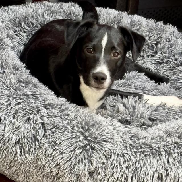 Spunky Pups: Kai media 5