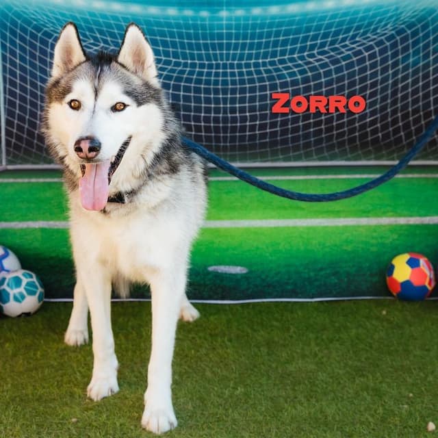 Zorro media 5
