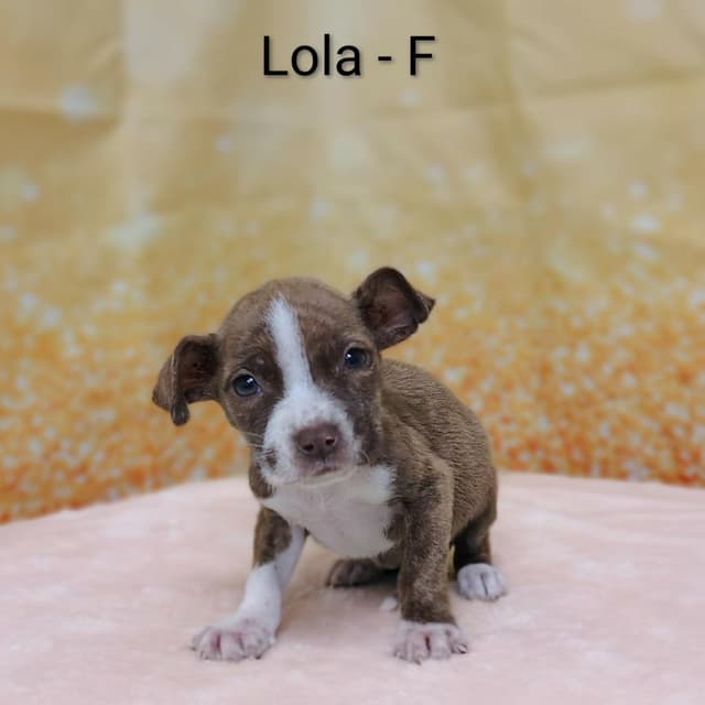 Lola media 2