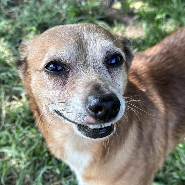 Dingo media 4