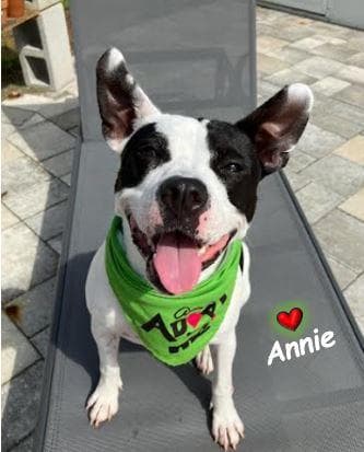 Annie media 5