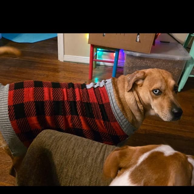 Holly (Sweet, Affectionate, Loyal, Playful) media 4