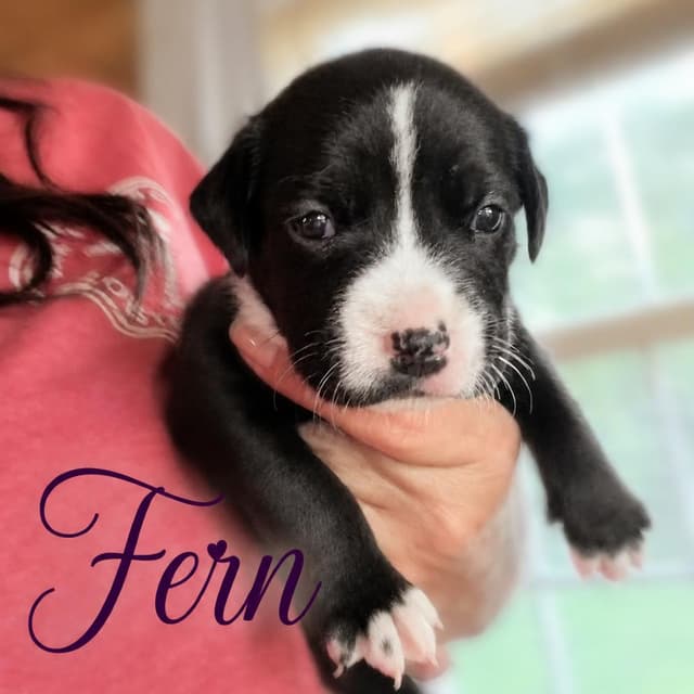 Fern media 2
