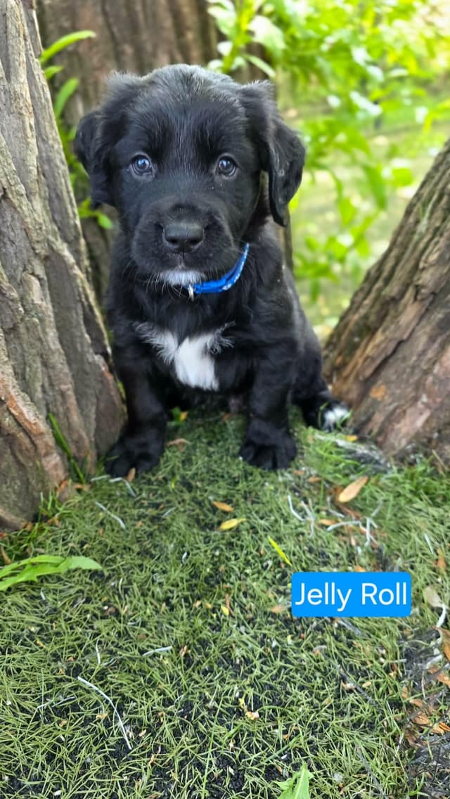 Jelly Roll media 2