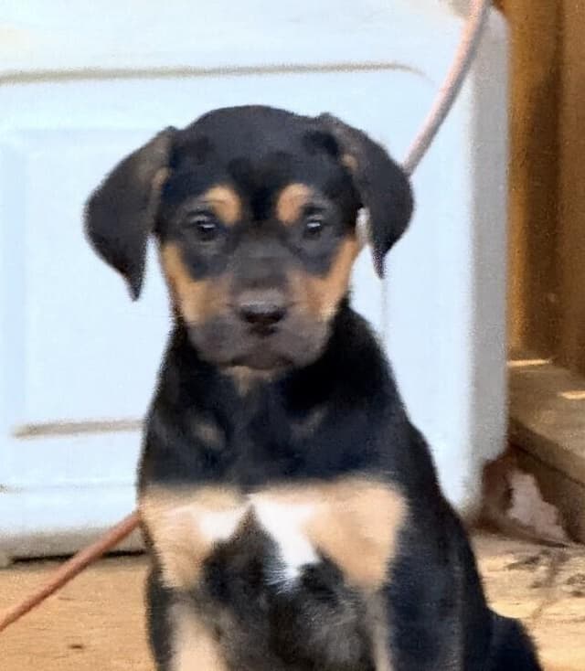 Pup Gumdrop media 6