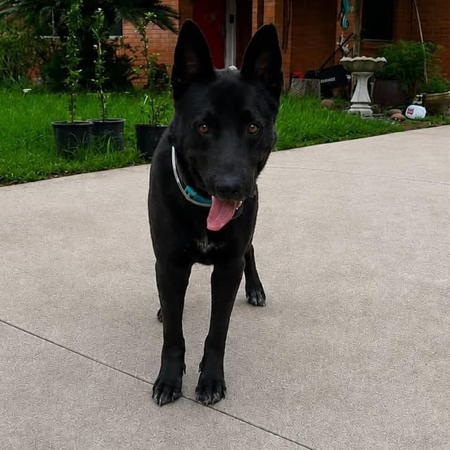 BRUNO GS media 4