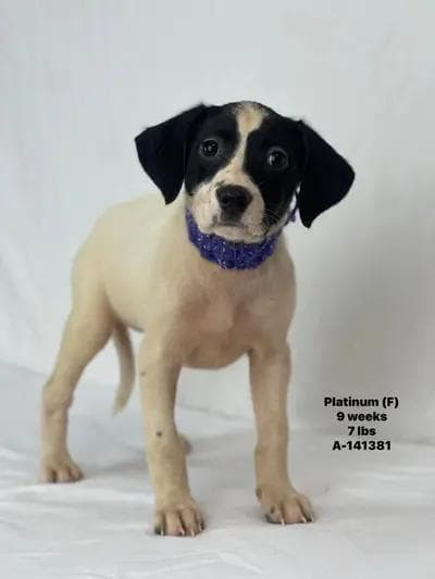 Platinum the Mixed Breed Puppy media 5