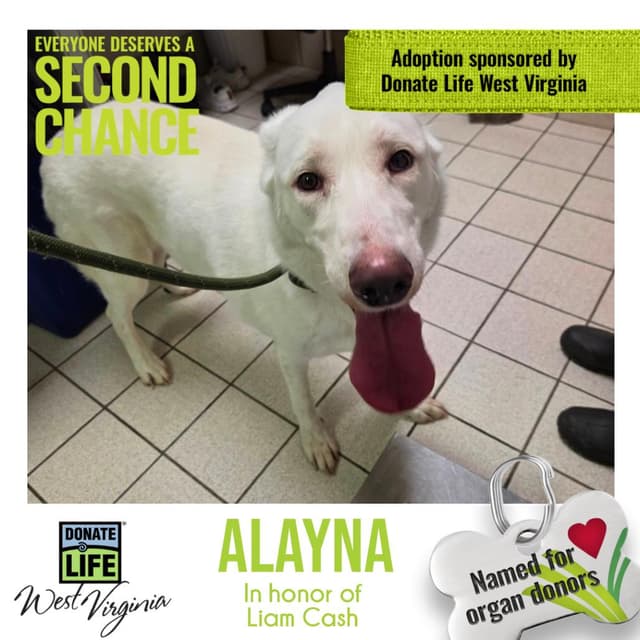 Alayna fka Max media 3