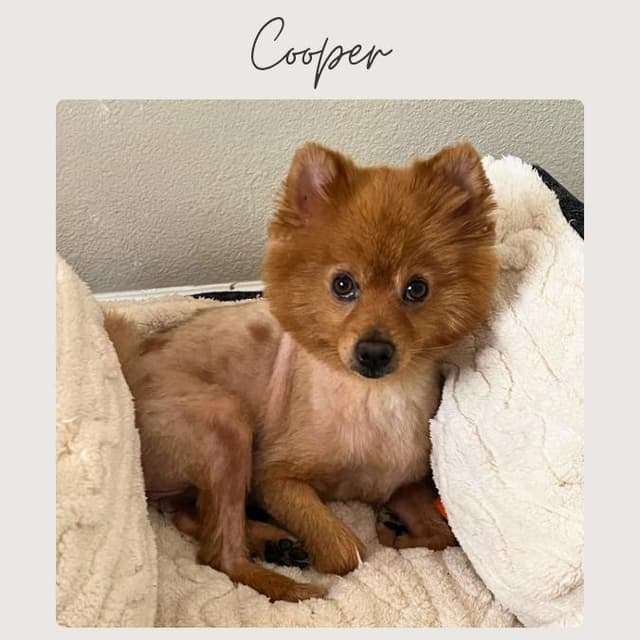 COOPER media 2