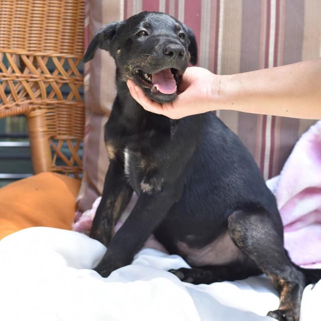 Scout (Victoria Litter) media 5