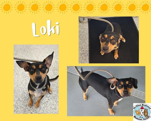 Loki media 3
