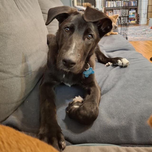 Kirk media 5