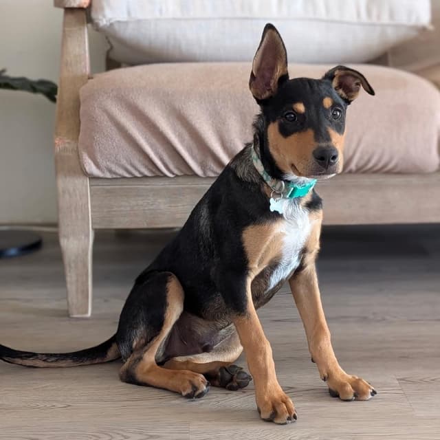 Famous Dogs Litter: Scooby media 4