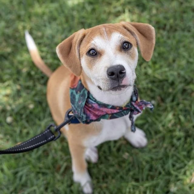 Emmy Pup - Tatiana media 3