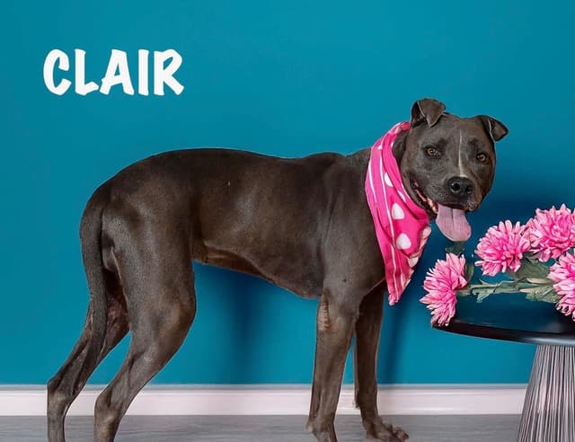 Claire media 2