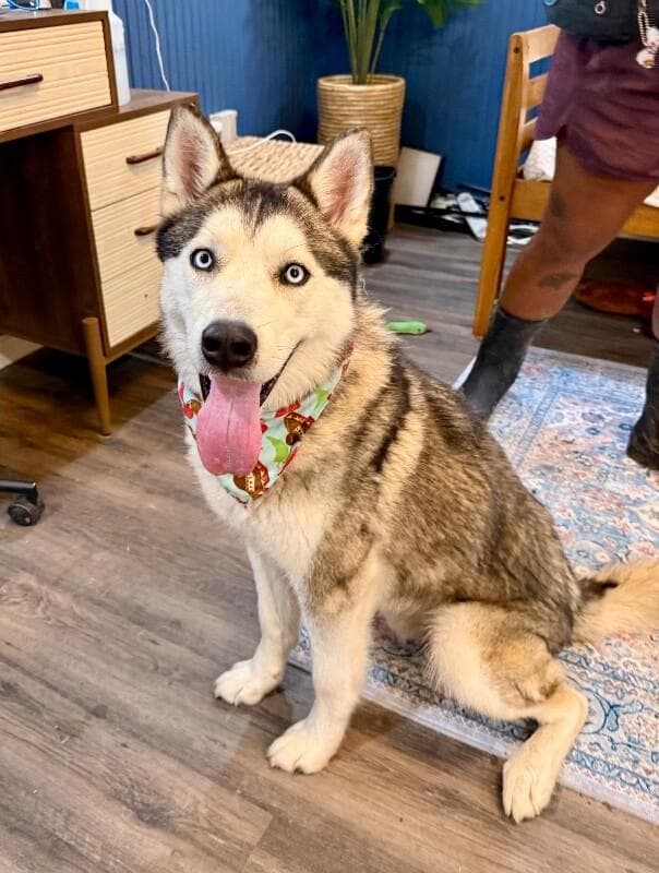 Floki McFloof With Those Baby Blues media 2