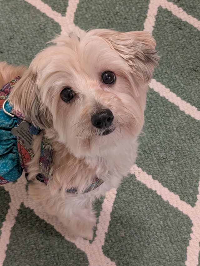 Trixie media 4