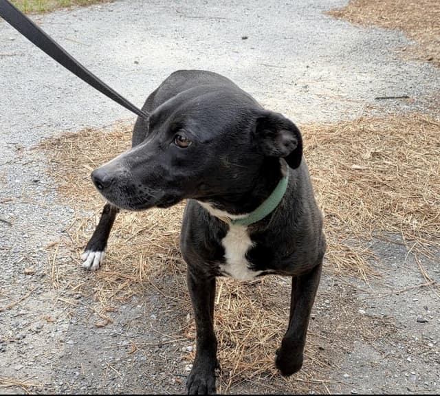 Madisen - Foster or Foster to adopt needed media 2