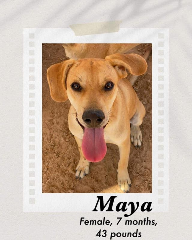 Maya media 3