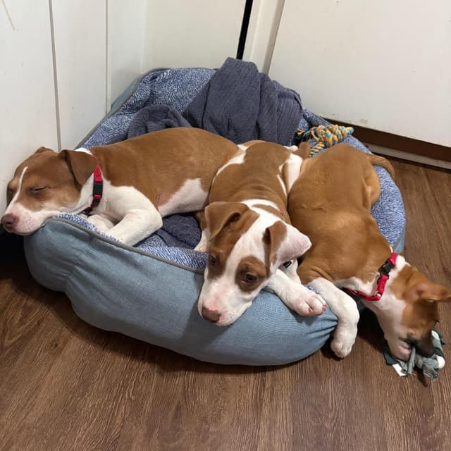 Mama's Pups: Ellen media 2