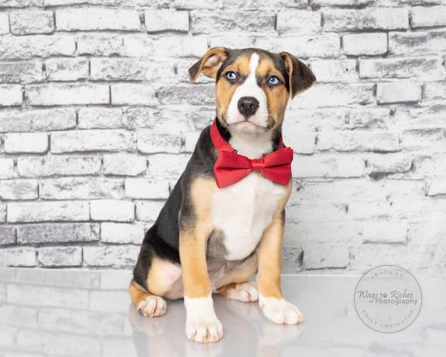 Stevie - Adopted - look at Tucker media 6
