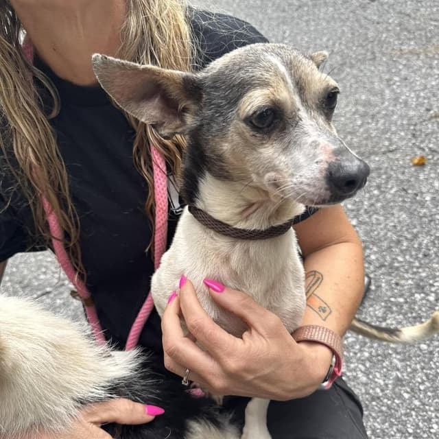 Madonna *Adoption Pending* media 3