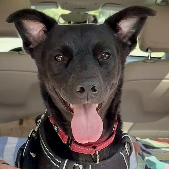 MONICA - Foster or Adopter Needed media 4