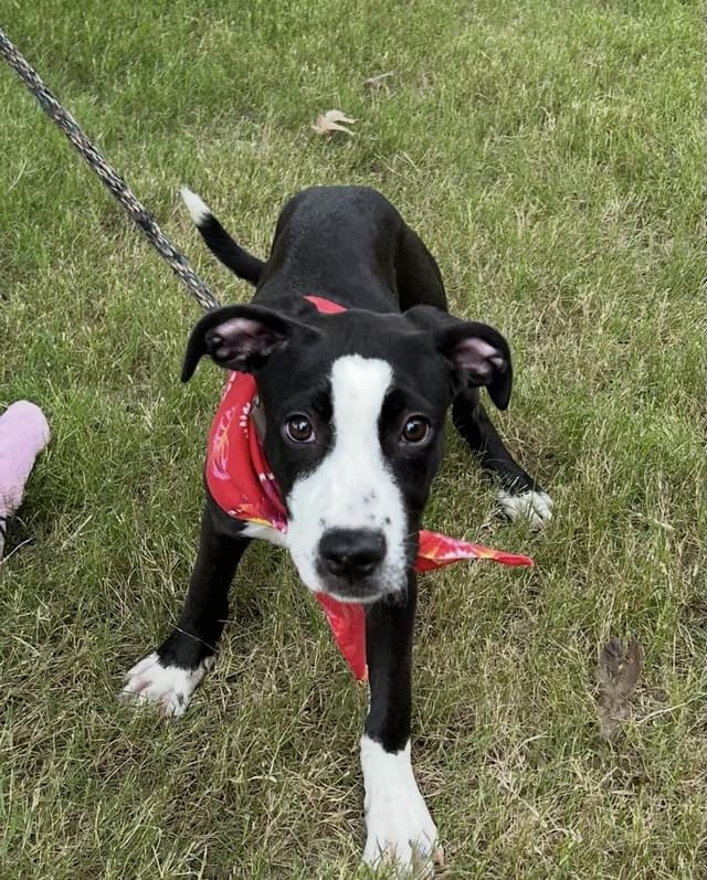 Georgia - artist puppies media 2