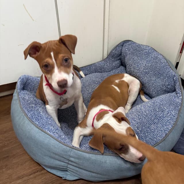 Mama's Pups: Meg media 5