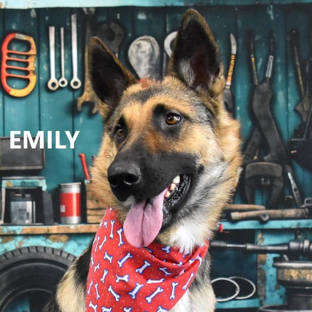 Emily media 2