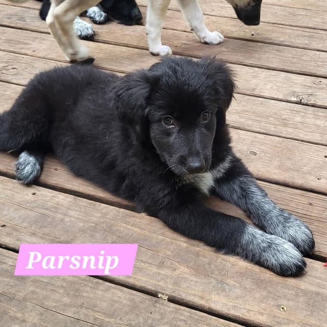 Parsnip media 3