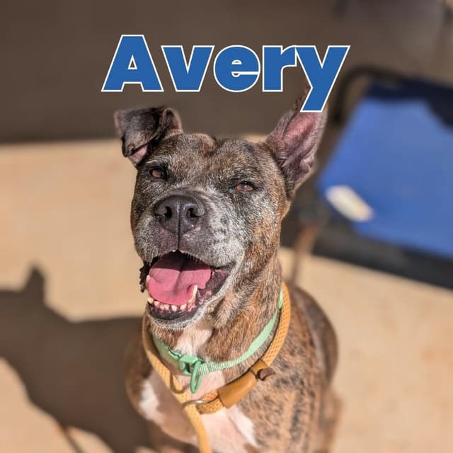 Avery(BAS) media 3