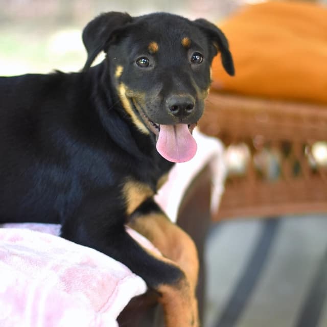 Talia (Victoria Litter) media 2