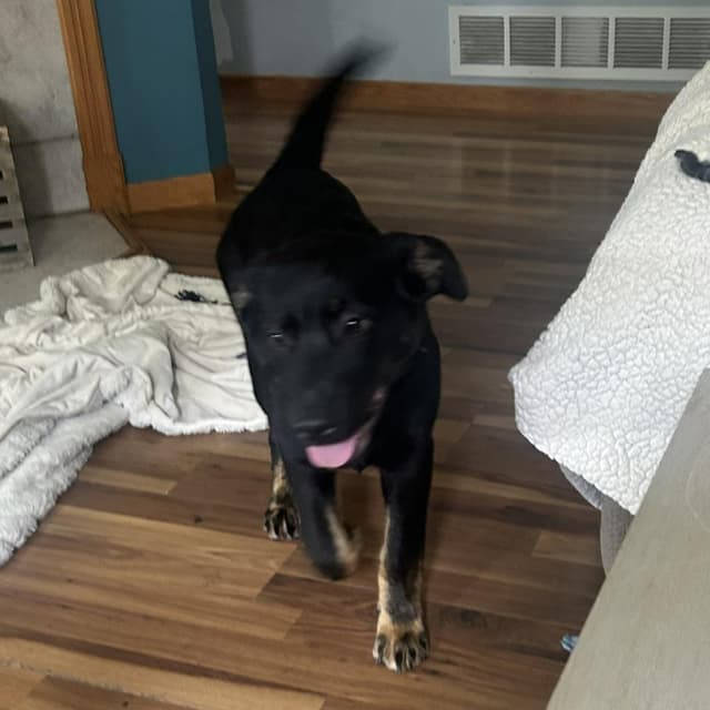 Bolt - Pending Adoption media 2